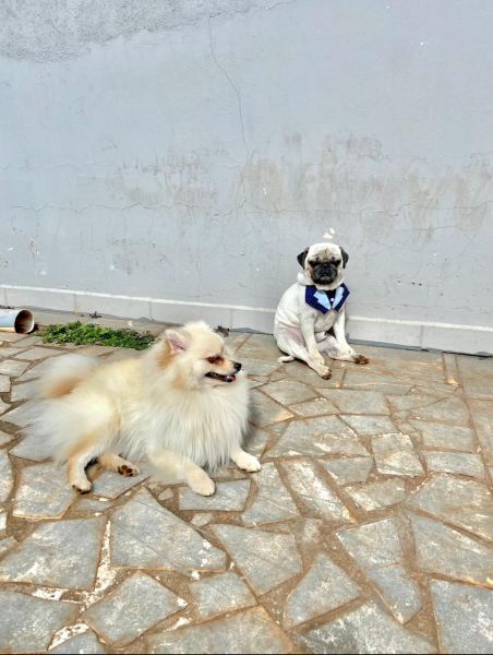 Procura-se: Dois cachorros desaparecidos na região do bairro São Francisco