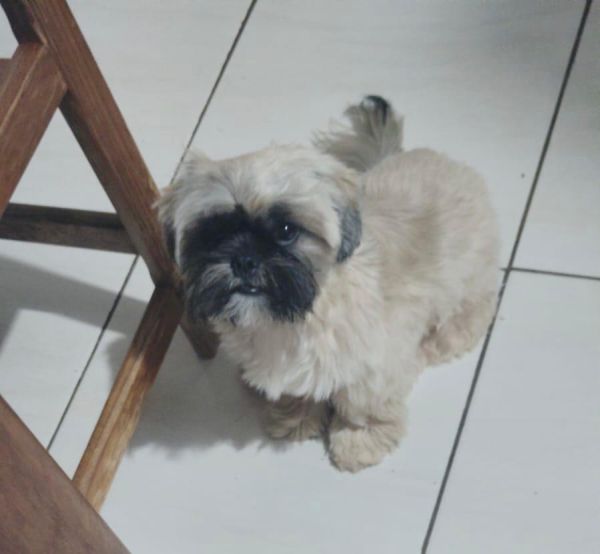 Procura-se: cachorrinho desaparecido na rua José Geremias, no Jardim Coopagro