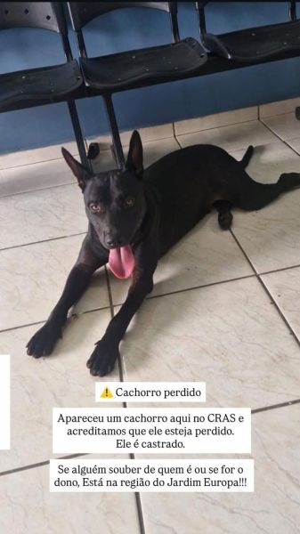 Encontrado: cachorro de porte grande, castrado. Está no CRAS do Jardim Europa, em Toledo