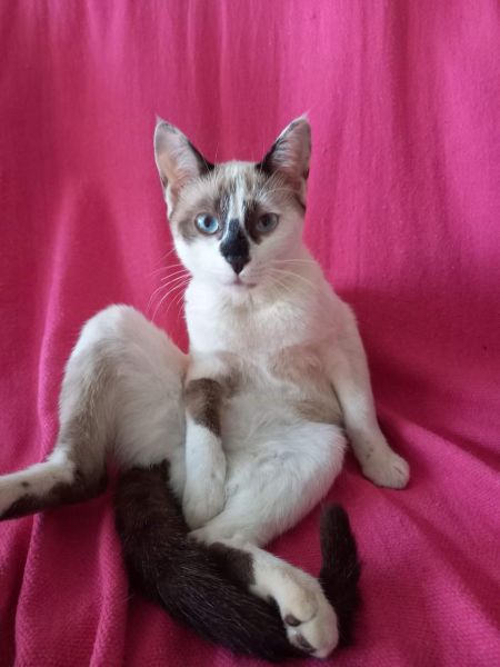 Procura-se: GatA desaparecido no Coopagro