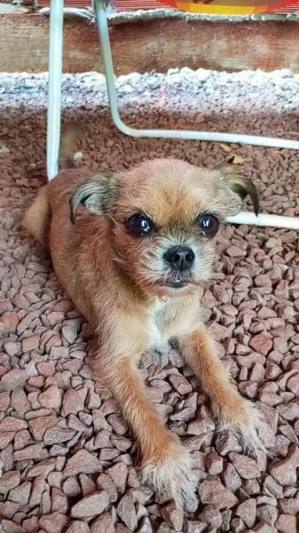 Procura-se: cachorrinha que atende pelo nome de Filomena, desaparecida no Centro de Toledo