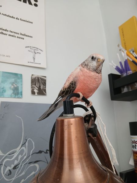 Procura-se: Família de Toledo oferece recompensa por pássaro desaparecido próximo à Panvel, no Centro