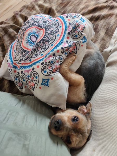 Procura-se: Cachorro Ozzy