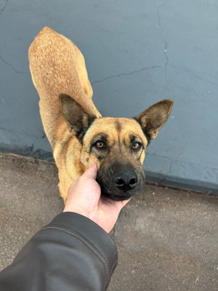 Encontrado: Cachorro caramelo