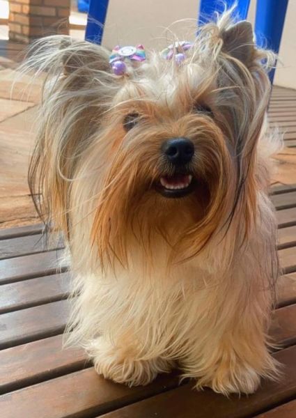 Procura-se: Cachorrinha Yorkshire