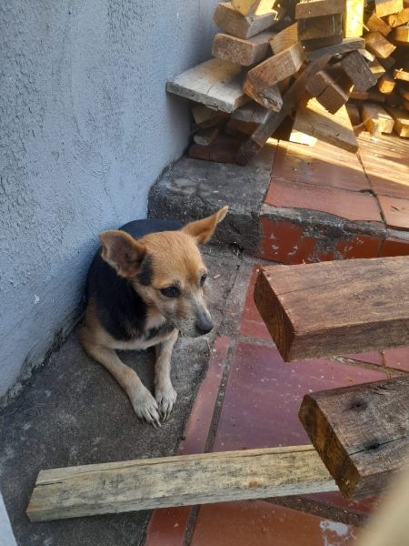Encontrado: Cachorro na Rua Graciliano Ramos, Vila Industrial