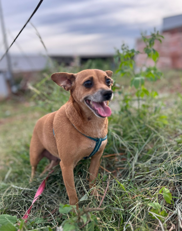 Cachorro para adoção