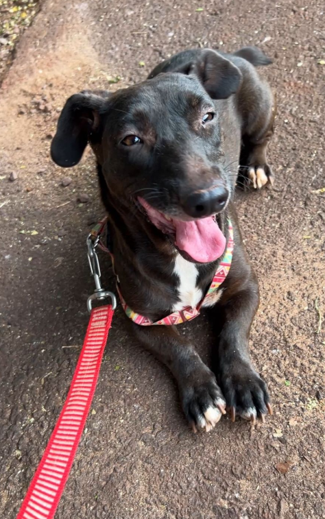 Cachorro para adoção