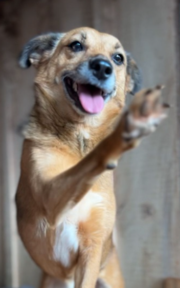 Cachorro para adoção