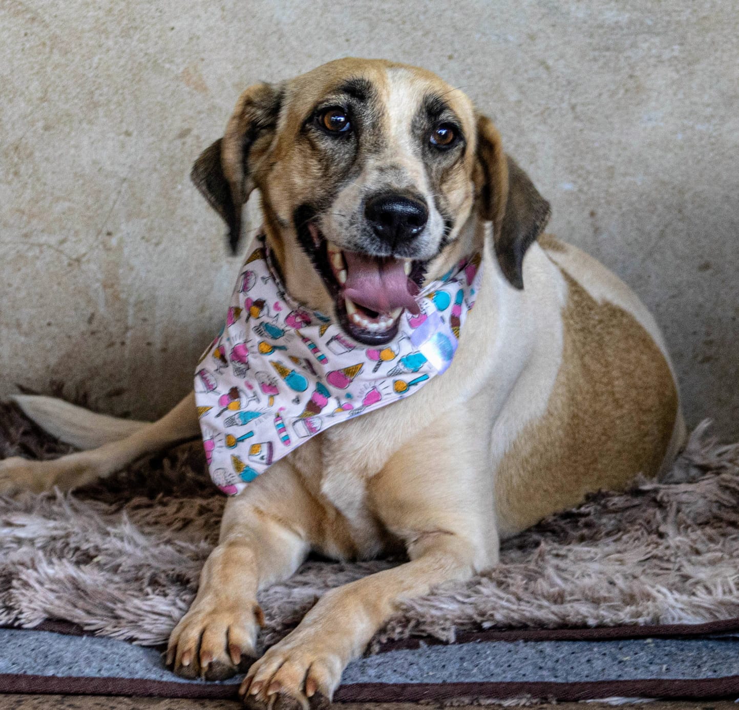 Cachorro para adoção