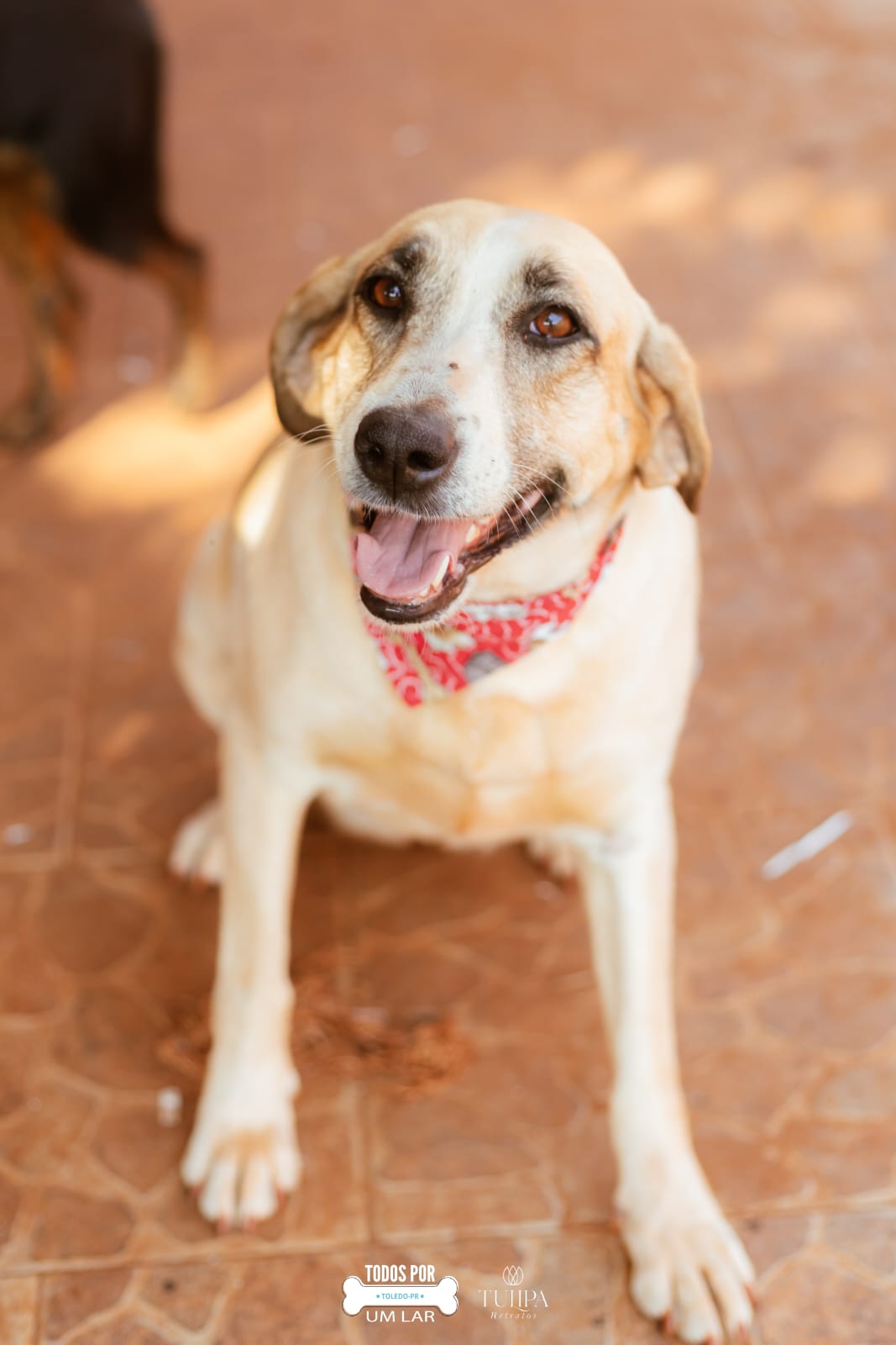 Cachorro para adoção