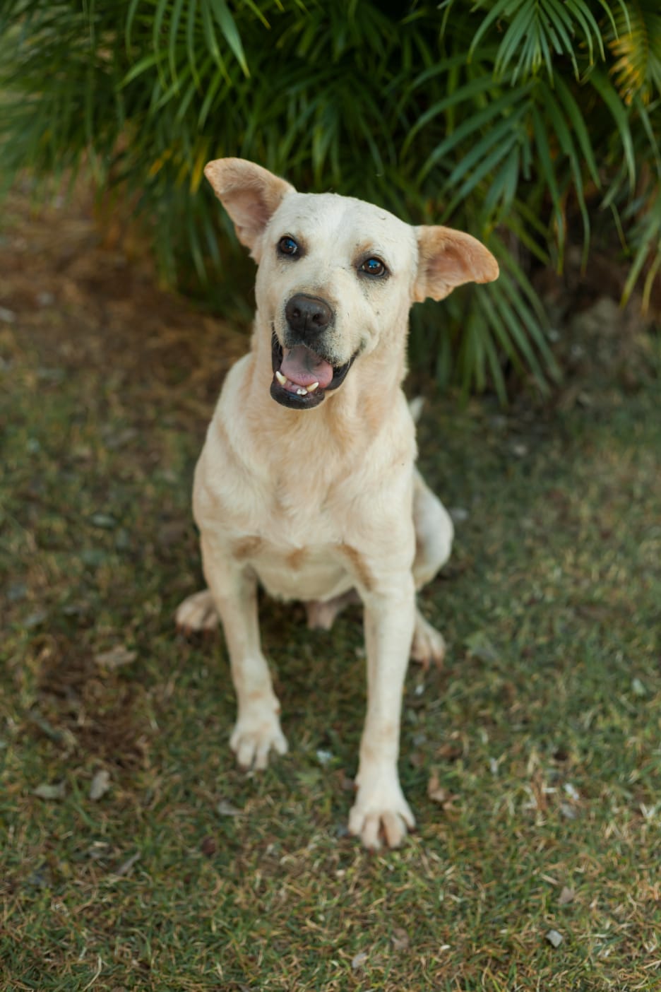 Cachorro para adoção