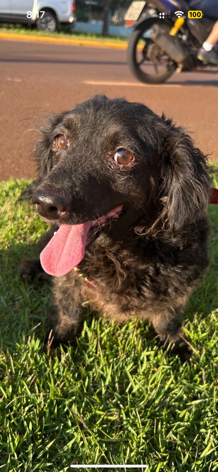 Cachorro para adoção