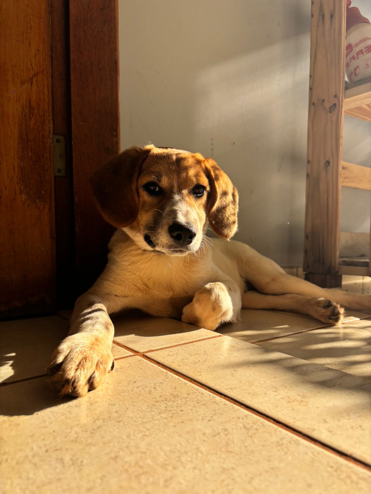 Cachorro para adoção