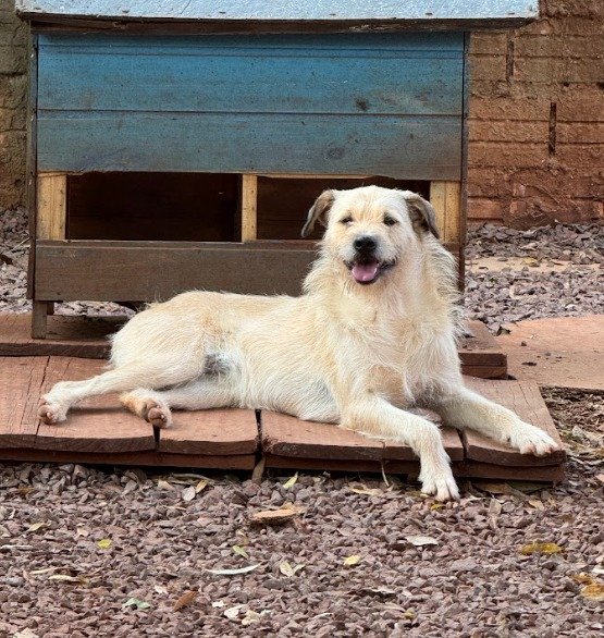 Cachorro para adoção