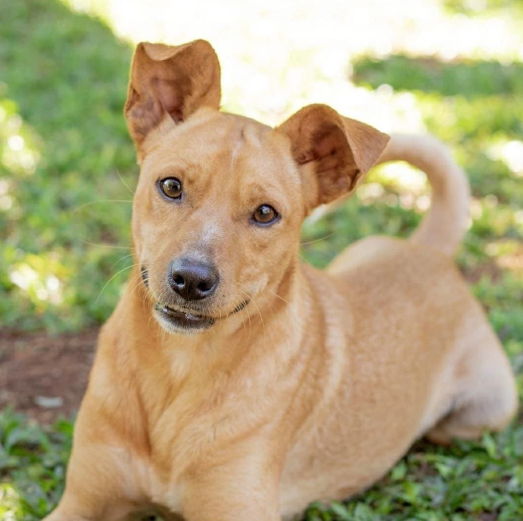 Cachorro para adoção