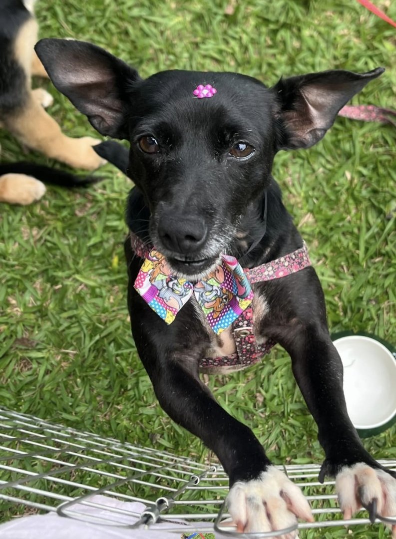 Cachorro para adoção