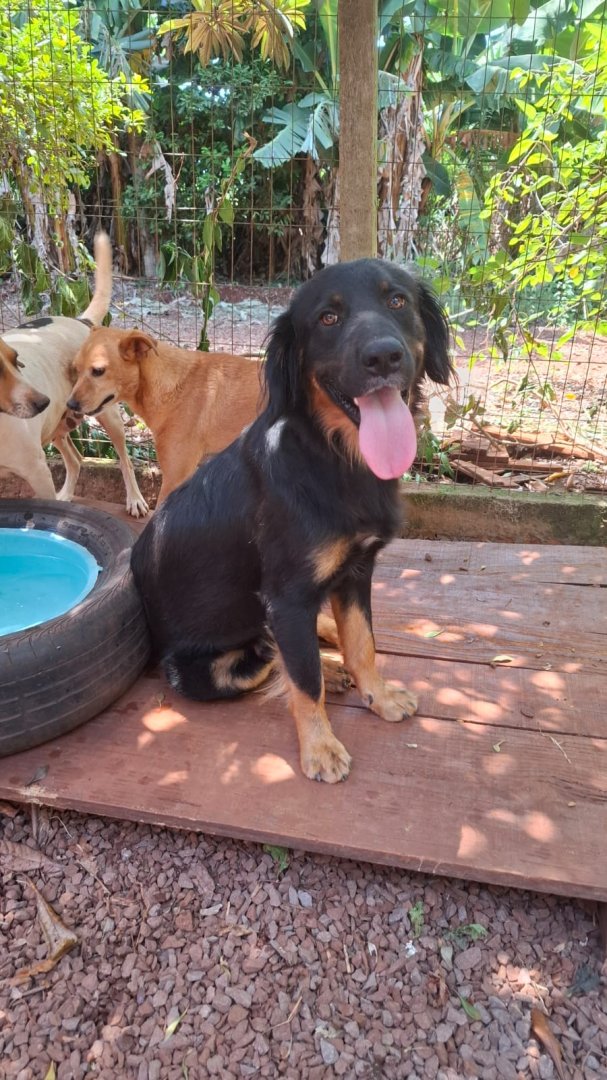 Cachorro para adoção