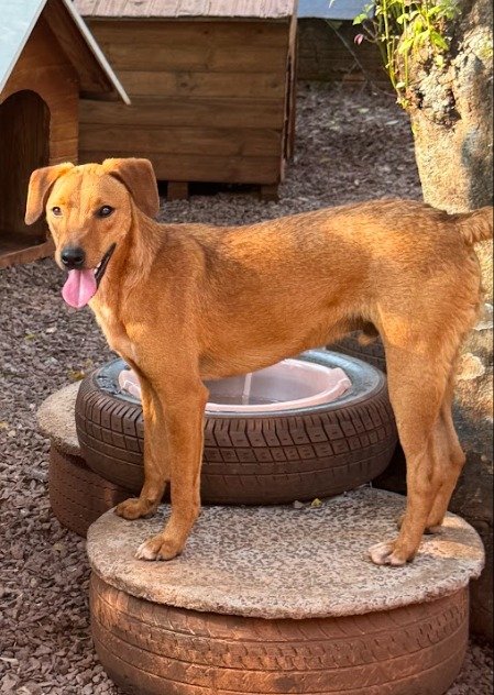 Cachorro para adoção