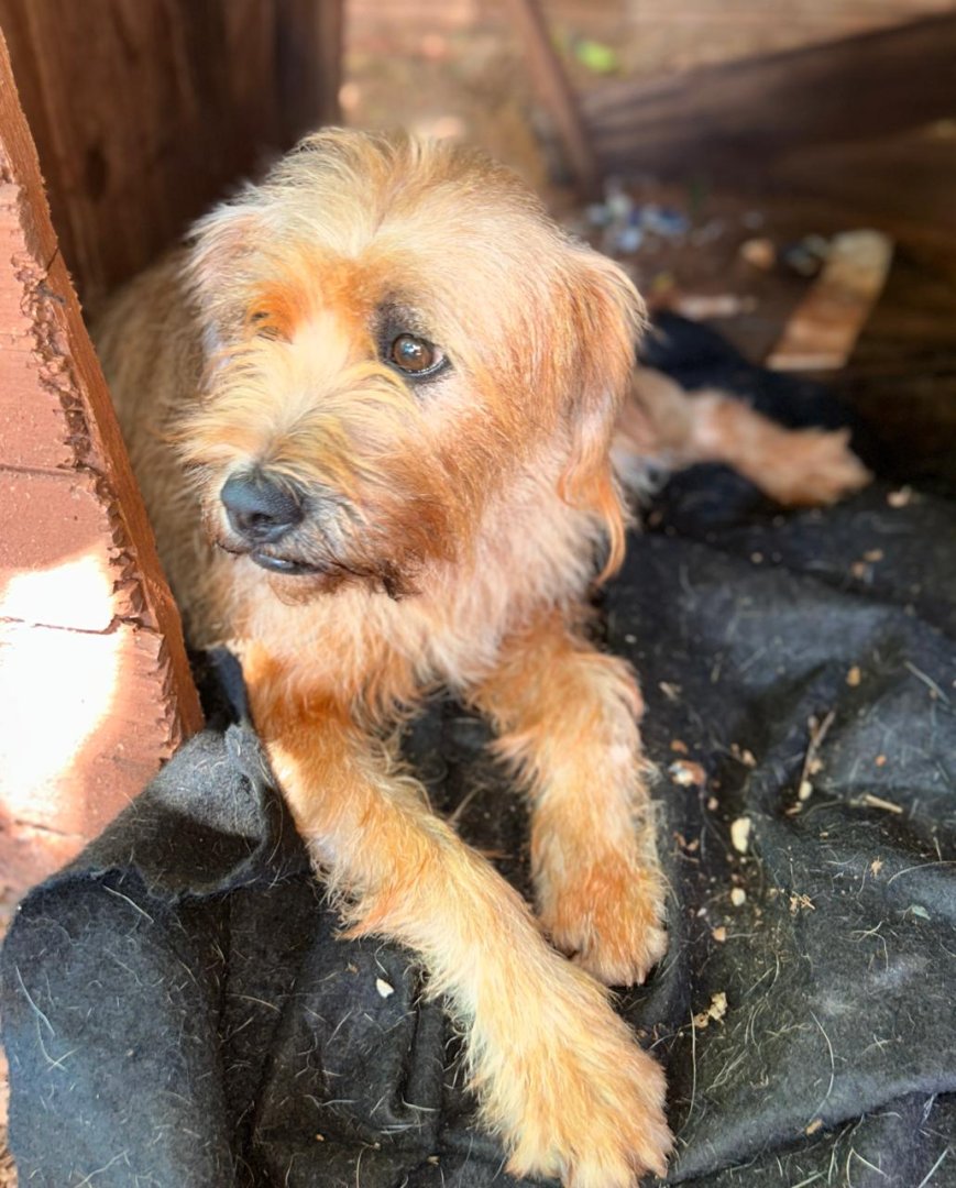 Cachorro para adoção