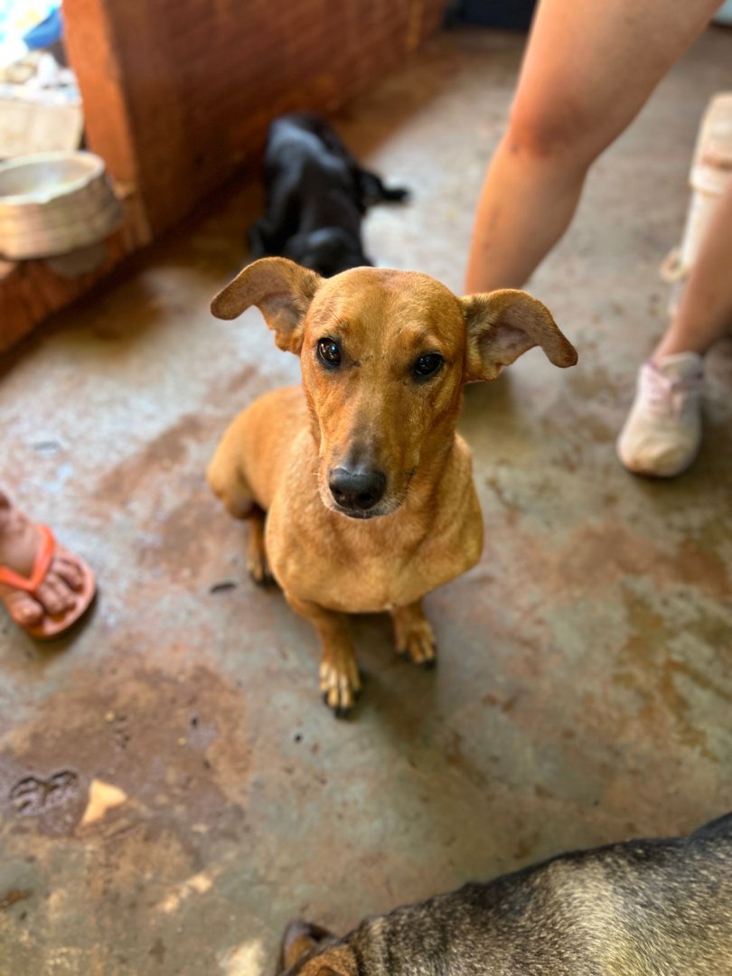 Cachorro para adoção
