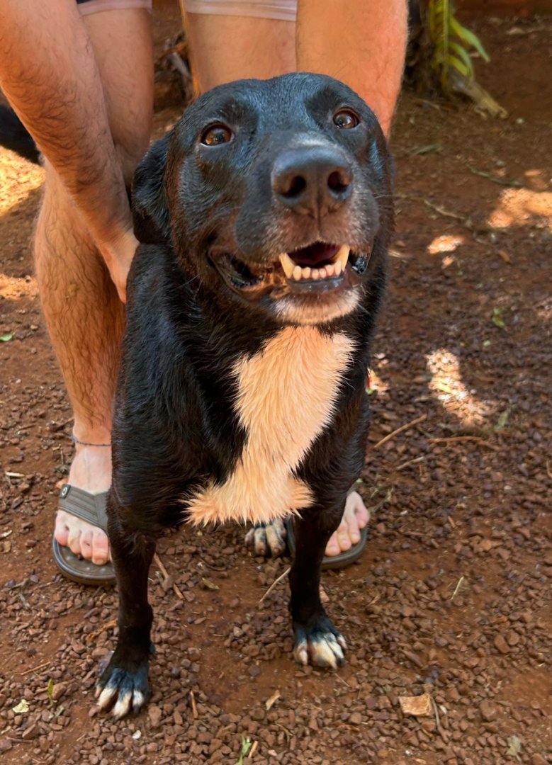 Cachorro para adoção