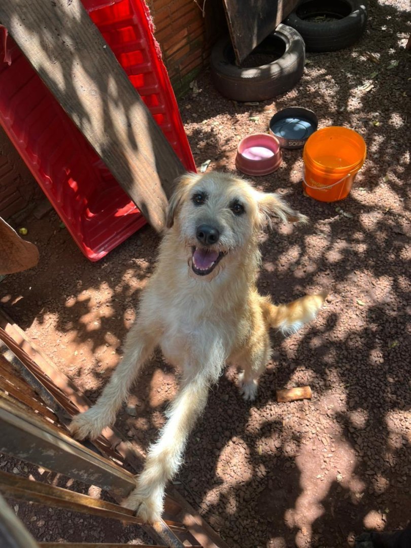 Cachorro para adoção