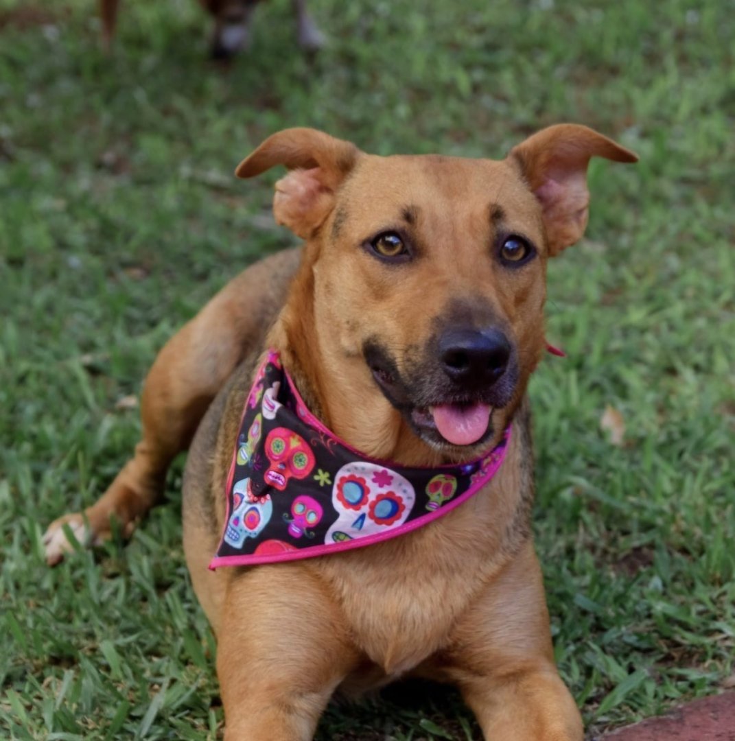 Cachorro para adoção