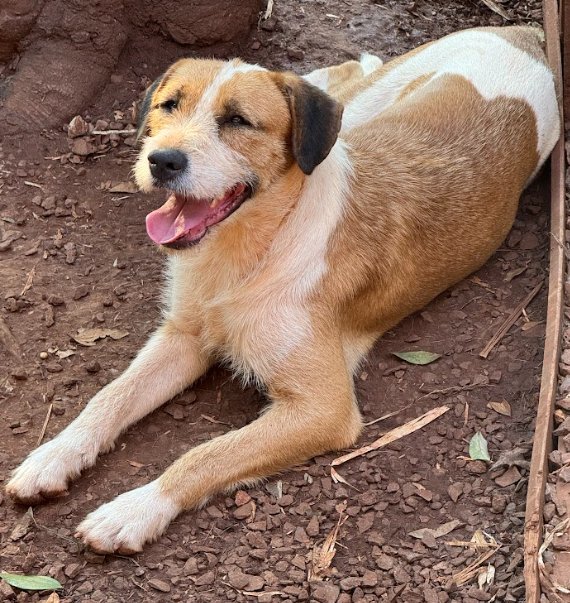 Cachorro para adoção