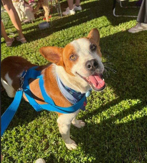 Cachorro para adoção