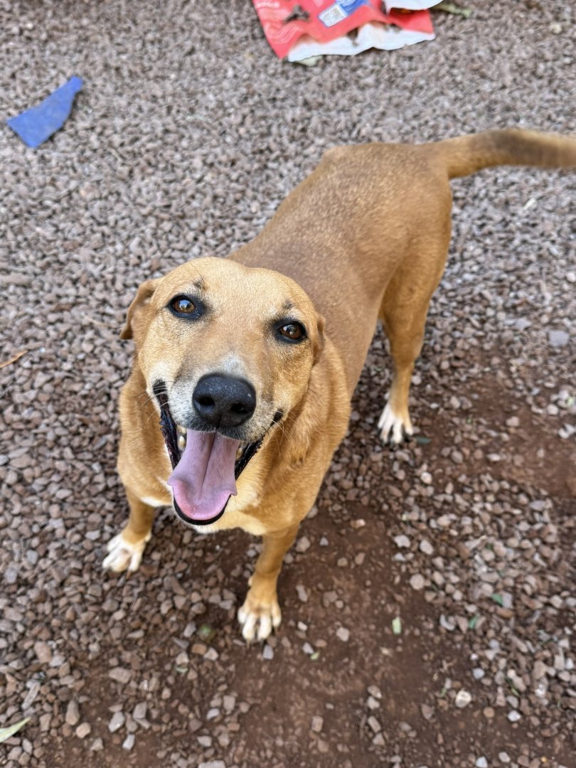 Cachorro para adoção