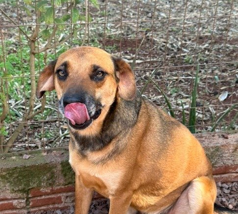 Cachorro para adoção