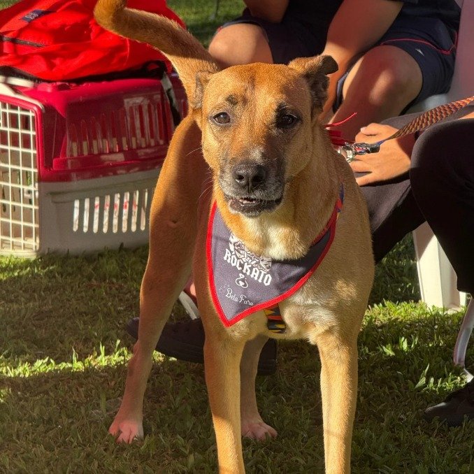 Cachorro para adoção