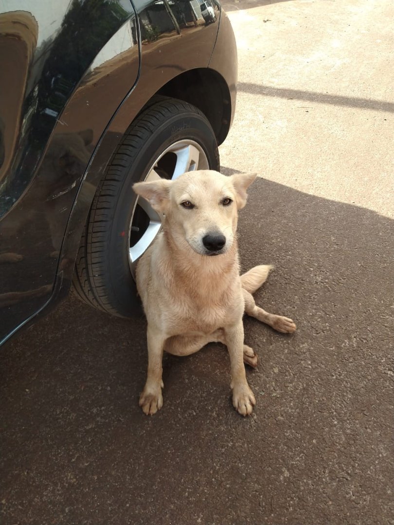 Cachorro para adoção