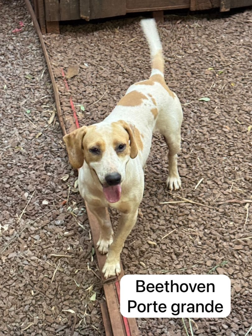 Cachorro para adoção