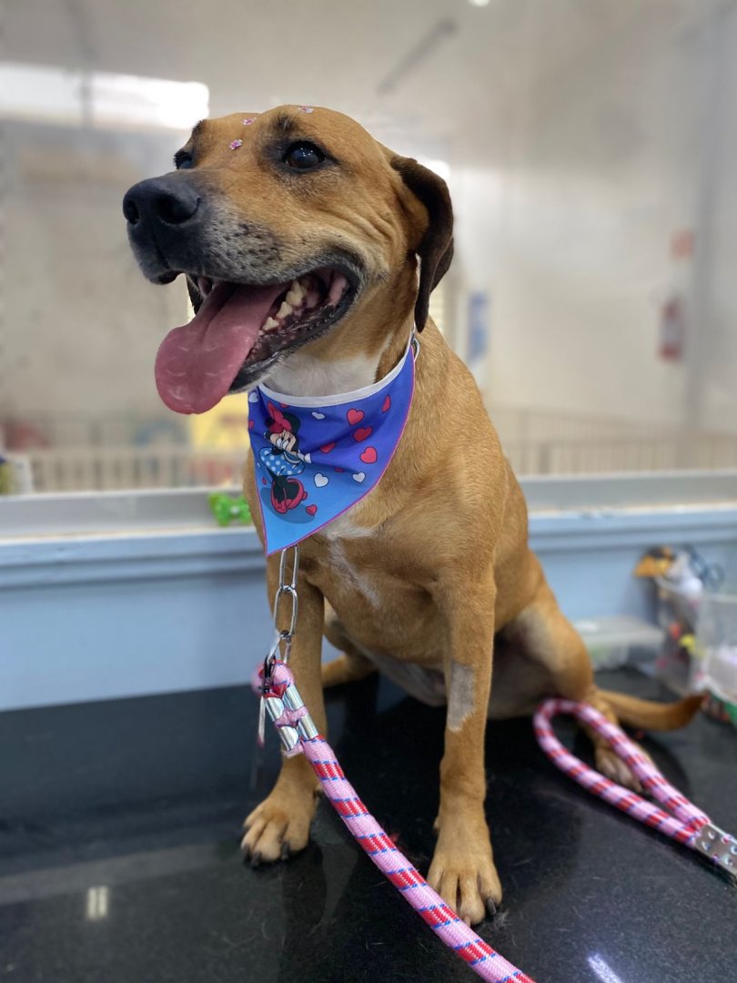 Cachorro para adoção