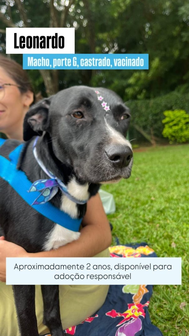 Cachorro para adoção