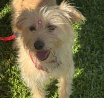 Cachorro para adoção