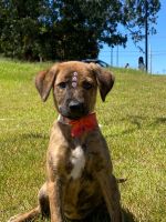 Cachorro para adoção