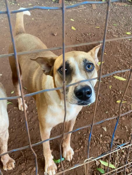 Cachorro para adoção