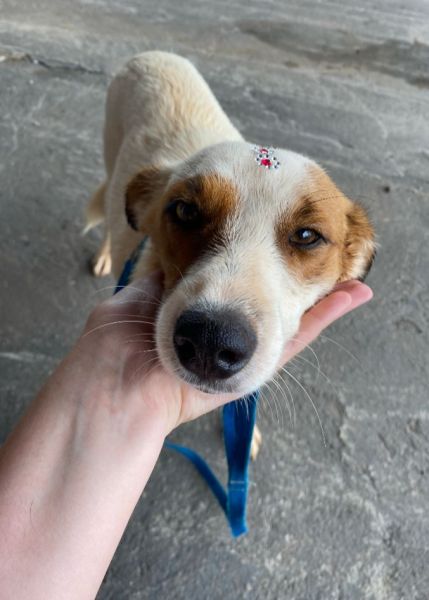 Cachorro para adoção