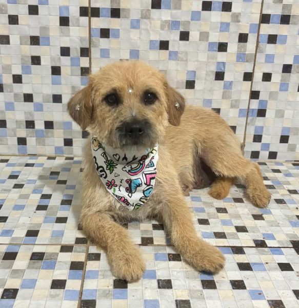 Cachorro para adoção