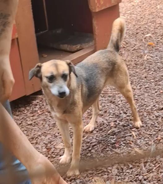 Cachorro para adoção