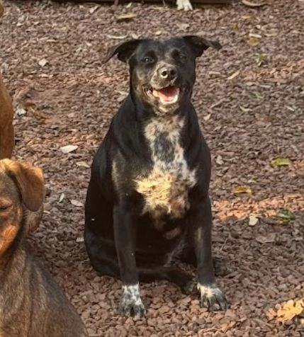 Cachorro para adoção
