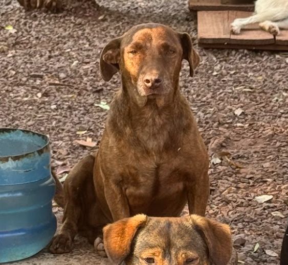 Cachorro para adoção