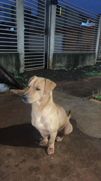 Cachorro para adoção