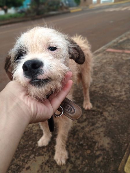 Cachorro para adoção