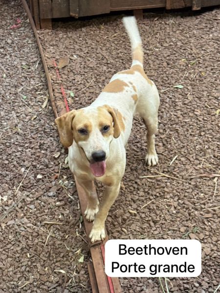 Cachorro para adoção