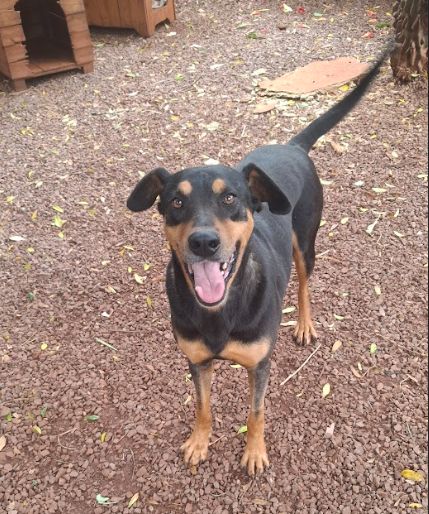 Cachorro para adoção