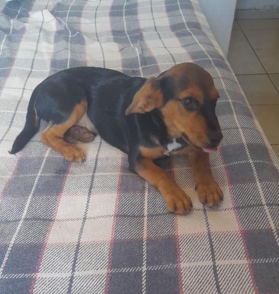 Cachorro para adoção